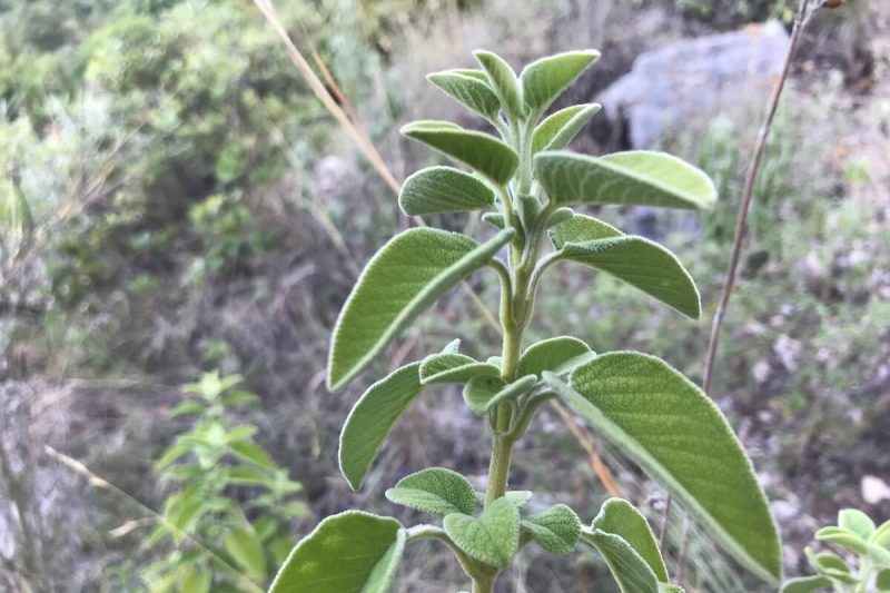 Šalvěj řecká - vykuřovací svazek 🌿💨 - Image 6