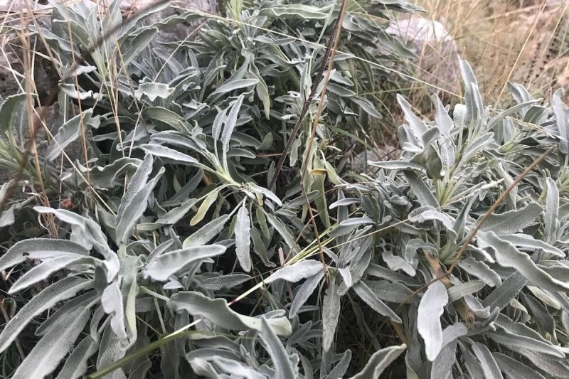 Šalvěj lékařská - vykuřovácí svazek 🌿💨 - Image 2