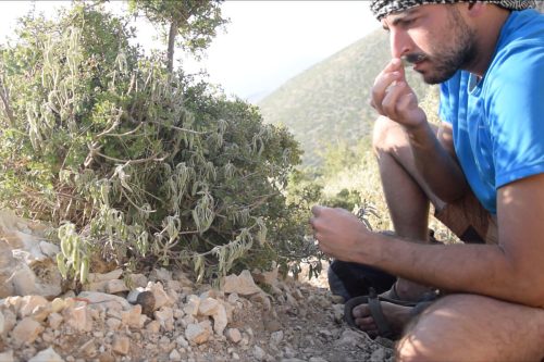 Říjen 2017 - Natrhaní hrsti lístků na čaj